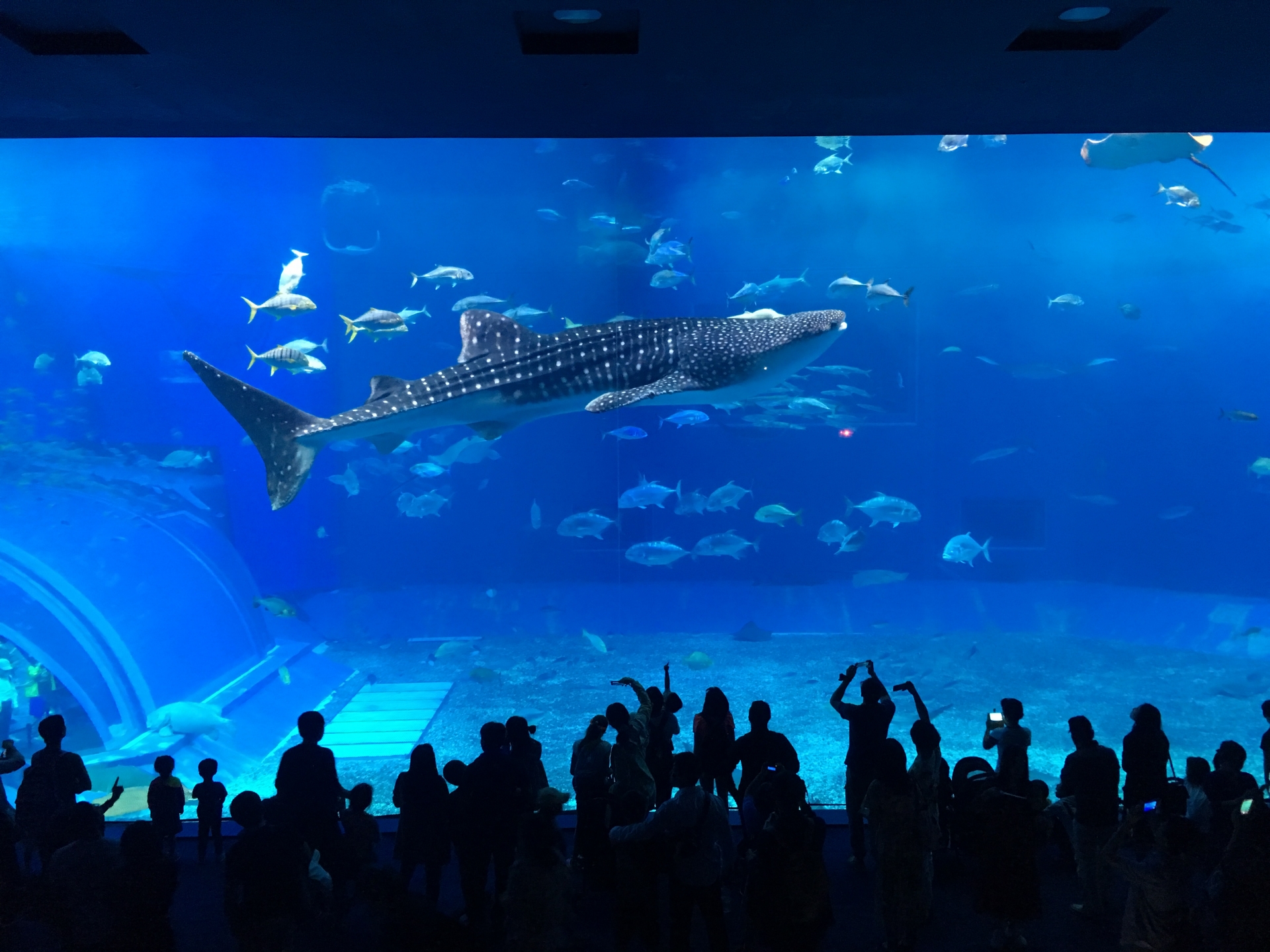 美ら海水族館